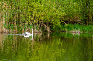 Naklejka na ściany i meble a white swan female with small swans swims in a pond