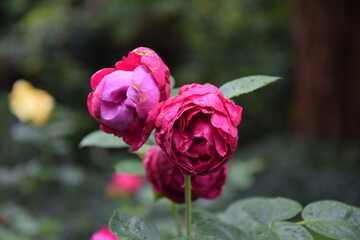 pink Rose with green leaves on the background