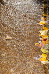 autumn leaves water stream