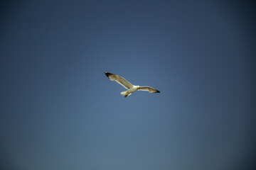 Seagull flying on clear blue sky at sun light above the sea, freedom concept
