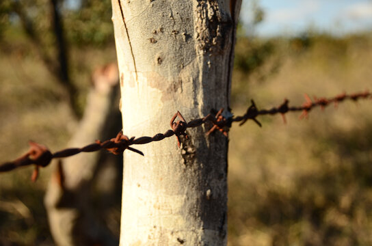 Barbed Wire