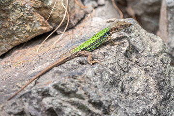 Naklejka na ściany i meble Green Lizard crawling on a stone cliff. The European green lizard Lacerta viridis