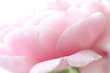 Delicate pink rose petals close up