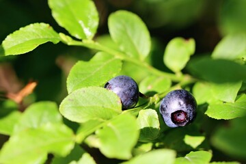 Nice detail of a pair of blueberries in the summer forest.