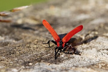 Duel of a red beetle (family: net-winged beetles) with an ant. Macro.