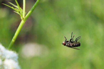A fly caught on a thread of a cobweb. Macro.