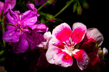 Pelargonium and gerarium  with water drops after the rain