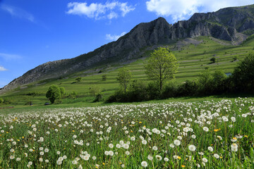 Obraz premium Spring landscape in Piatra Secuiului Mountain (1129m), Transylvania, Romania, Europe