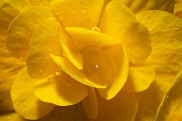 Pelargonium and gerarium  with water drops after the rain