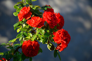 family rose bush blooms in the garden, bright coral buds
