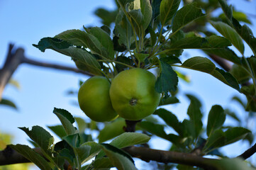 two green unripe apples hang on a branch among the leaves