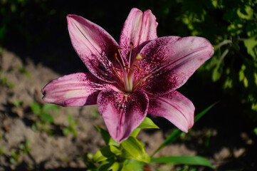 purple lily blossomed in the garden, garden flower close-up
