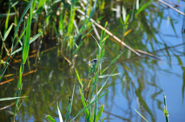 dragonfly sits on a stalk of reeds against the background of water
