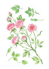 Watercolor illustration painted on paper paints a branch of roses with foliage