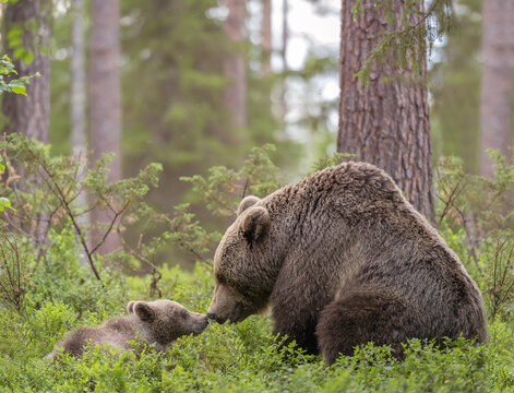 Bear Mother Showing Affection To Her Little Cub