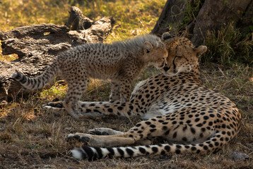 Malaika Cheetah with her cub , Masai Mara Grassland, Kenya