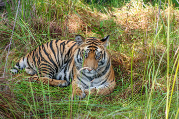 Portrait of Royal Bengal Tiger in Bandhavgarh National Park, Madhya Pradeh, India