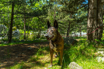 perro en plena naturaleza