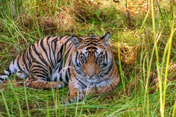 Portrait of Royal Bengal Tiger in Bandhavgarh National Park, Madhya Pradeh, India