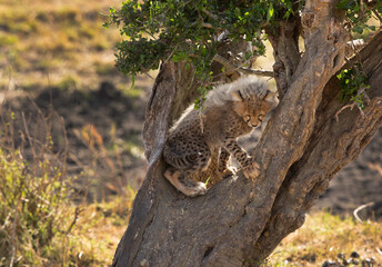 Malaika Cheetah cub on a tree , Masai Mara Grassland, Kenya