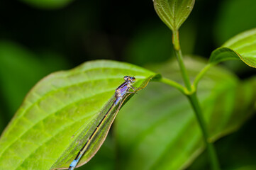 Eine Binsenjungfern (Lestidae) Libelle auf einem grünen Blatt