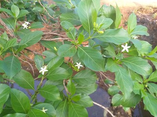 Morinda coreia - Indian mulberry. Flowering twigs. Family Rubiaceae