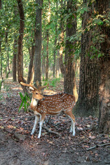 Spotted deer found in the forest of Bandhavgarh National Park, Madhya Pradesh, India.