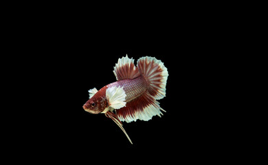 Siamese Fighting Fish Isolated on Black Background