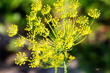 Flowering branches of dill.