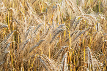 Yellow grain ready for harvest growing in a farm field 
