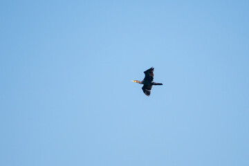 black cormorant flies in the sky, wildlife