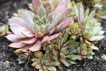 Sempervivum species live succulent garden outdoor plants. Also called house-leek and stone-crop.