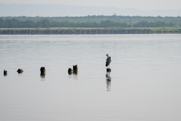 Obraz na płótnie Canvas white crane resting on the pillings in the lake Paliastomi, Poti, Georgia