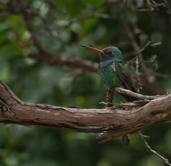 Beautiful green Hummingbird with blue highlights perched on branch