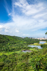 Fototapeta na wymiar Scenery of Huangshanlu Forest Park in Nansha Free Trade Zone, Guangzhou, China