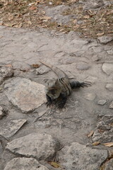 Portrait  of Spiny tailed Iguana at the Tulum archaeological site, Tulum, Mexico.