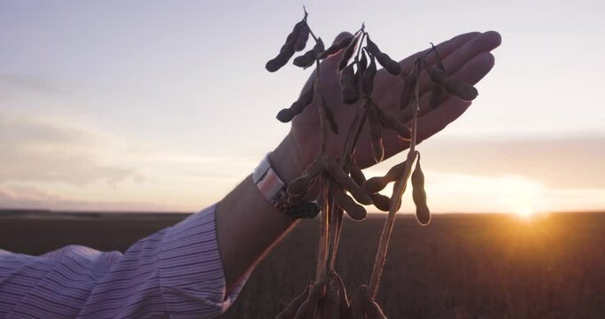soybean pod in farmer's hands, close up