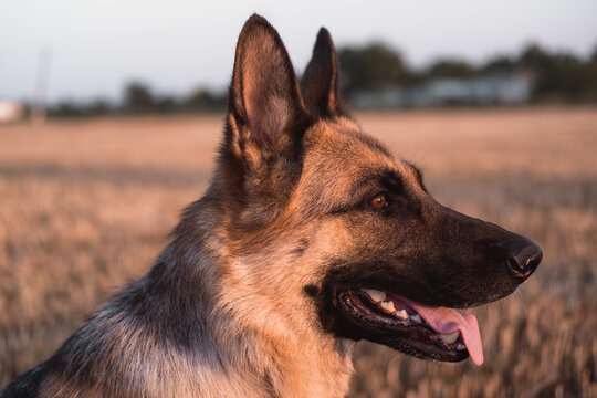 Portrait of a German shepherd in close-up. Smart and beautiful dog, gentle and warm picture. Muzzle of a red-black shepherd.