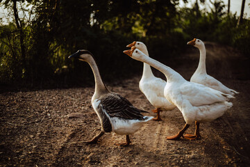 Goose Family Walking in Natural Rice Field