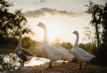 Goose Family Walking in Natural Rice Field