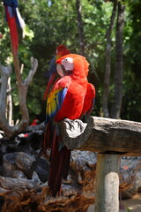 A portrait of a beautiful Scarlet Macaw standing on trunk at nature park  Xcaret in playa del carmen Mexico