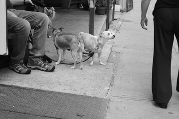 Dogs in NYC