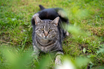 portrait of a photogenic gray striped cat on a background of rich green grass 
