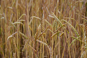 Wheat field. Natural food production. Background image resource.