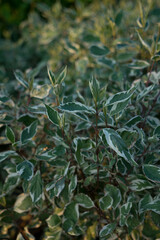 close up of green leaves of a plant
