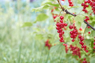 Bunch of garden ripe red currant  with copy space