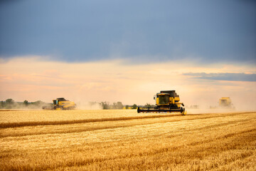 Combine harvesters working in wheat field with cloudy moody sky. Harvesting machine driver cutting...