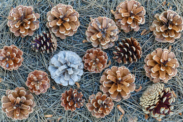 Pineapples and dried needles of black pine. León province, Spain.