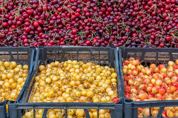 Fresh and tasty natural cherries in a market stall