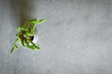 Small decorative cactus on grey desk in modern interior